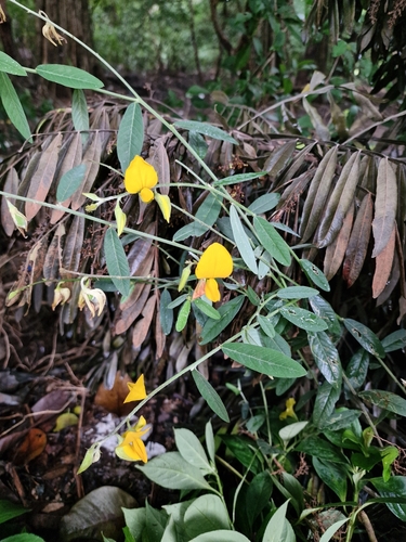 Crotalaria juncea