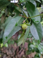 Tritaxis glabella, photograph Aurelijus Narbutas, CC BY, iNaturalist via GBIF