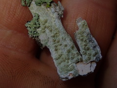 Pertusaria thiospoda
