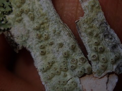 Pertusaria thiospoda