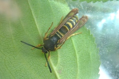 Pennisetia marginatum