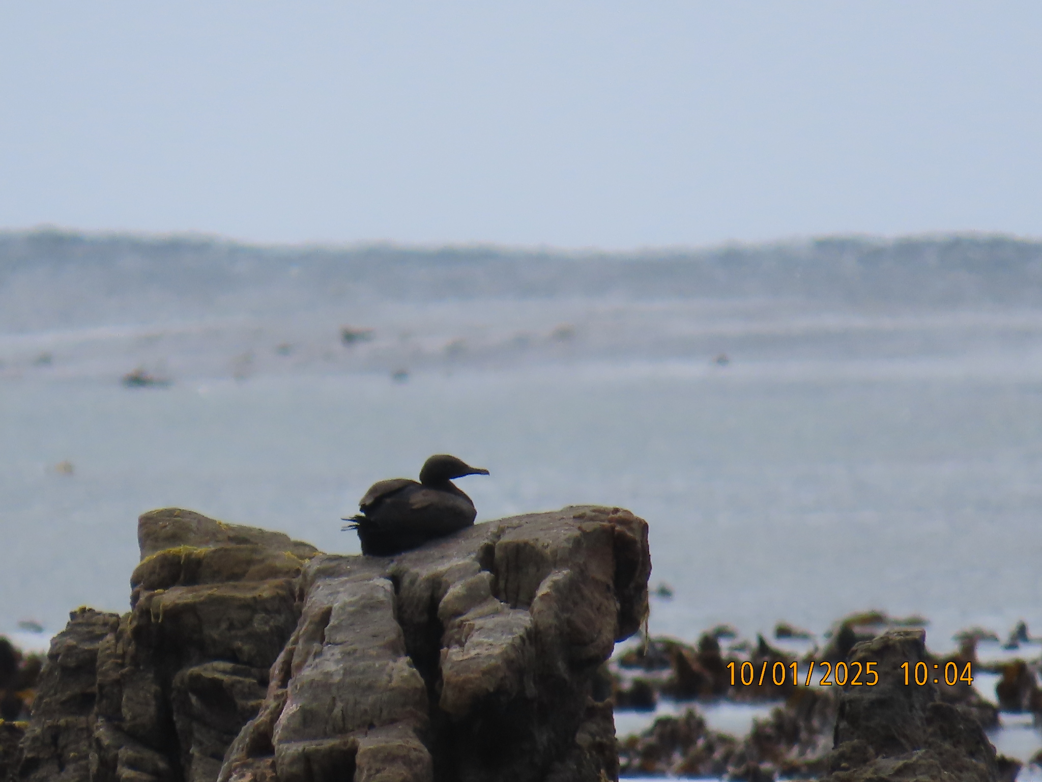 Bank Cormorant (Phalacrocorax neglectus), photo 7