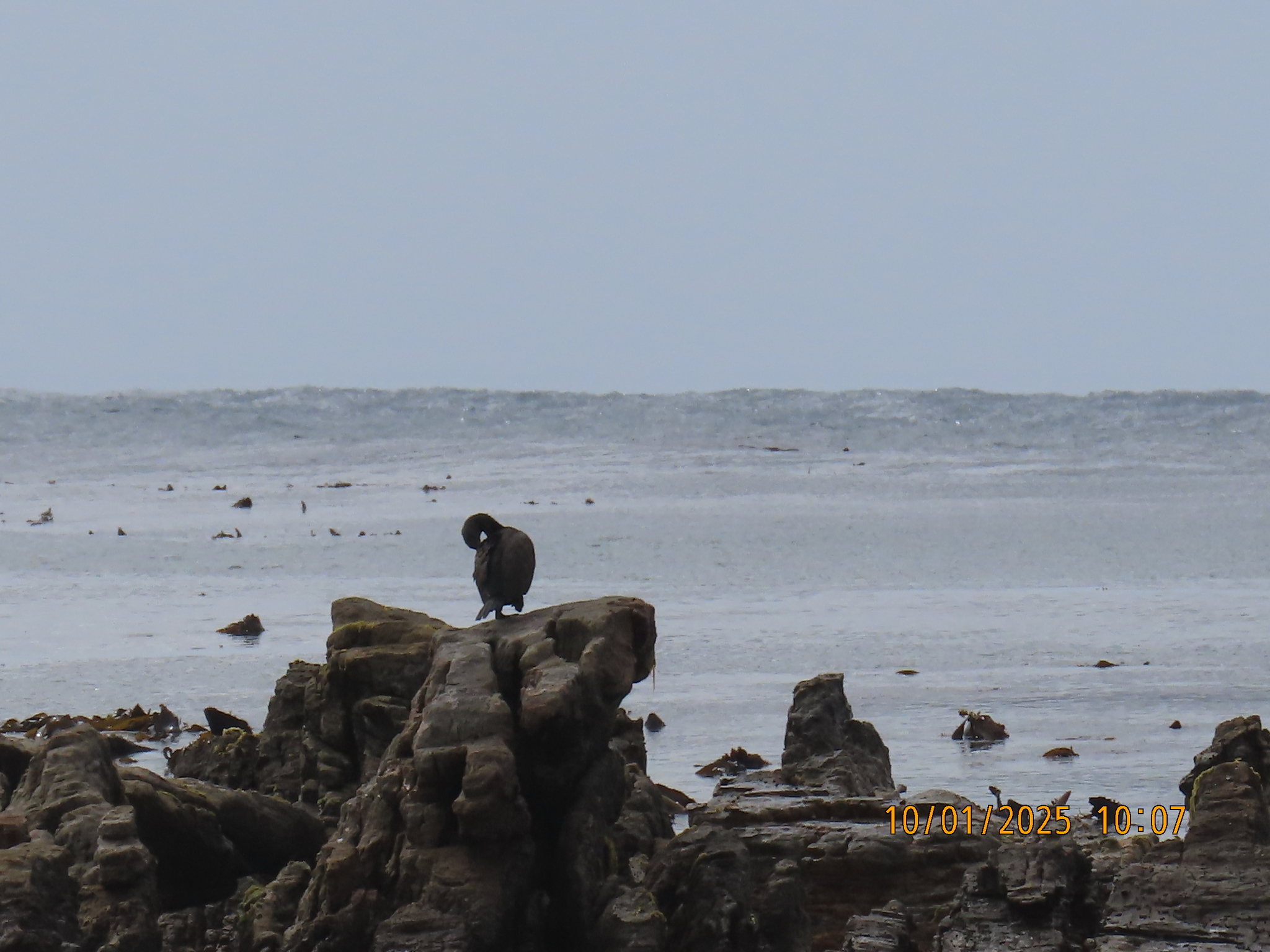 Bank Cormorant (Phalacrocorax neglectus), photo 8