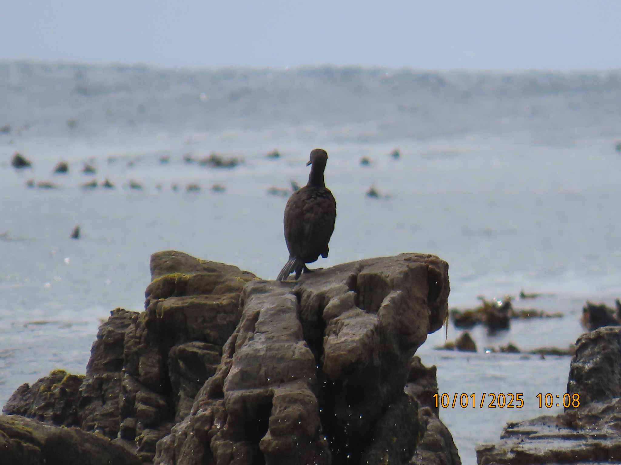 Bank Cormorant (Phalacrocorax neglectus), photo 10