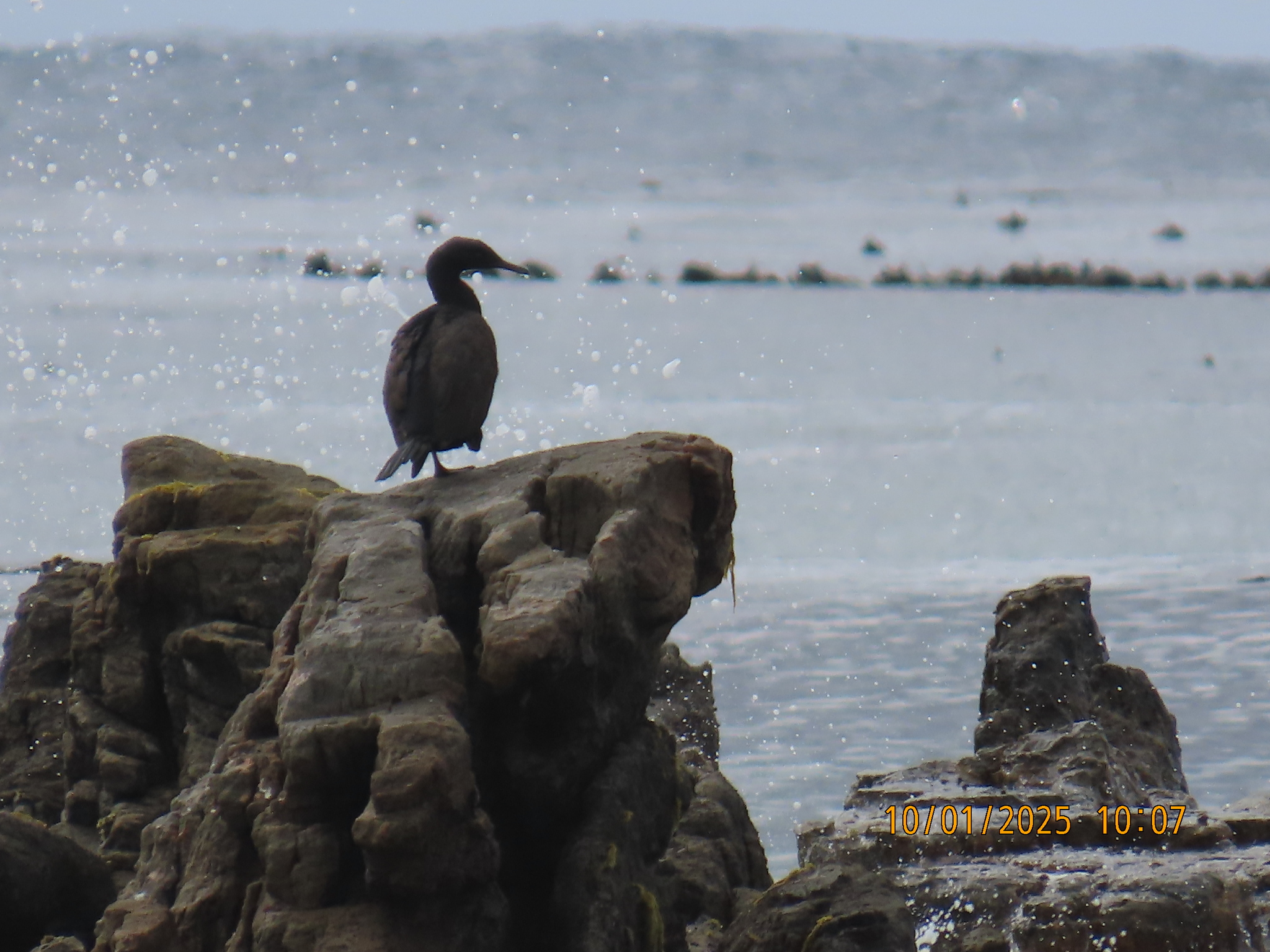 Bank Cormorant (Phalacrocorax neglectus), photo 9