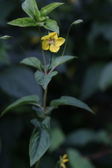 Lysimachia ciliata