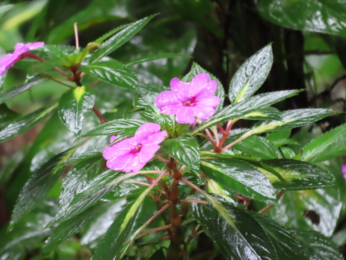 Impatiens hawkeri