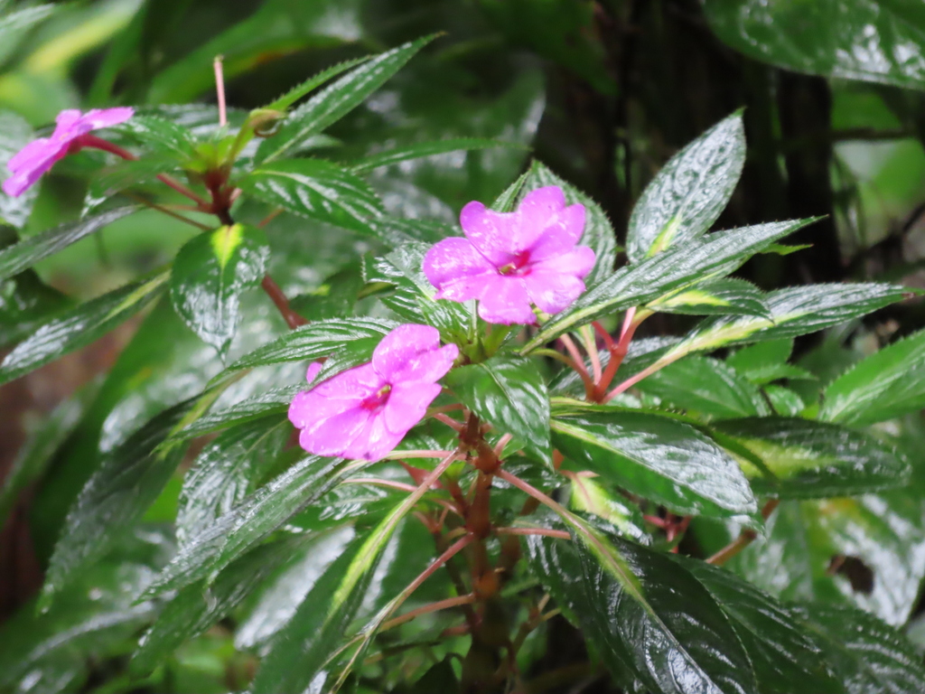 Impatiens hawkeri, Heredia, Montecito, Costa Rica