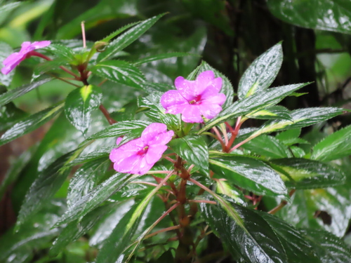 Impatiens hawkeri