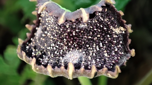 Dorstenia grazielae