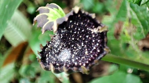 Dorstenia grazielae