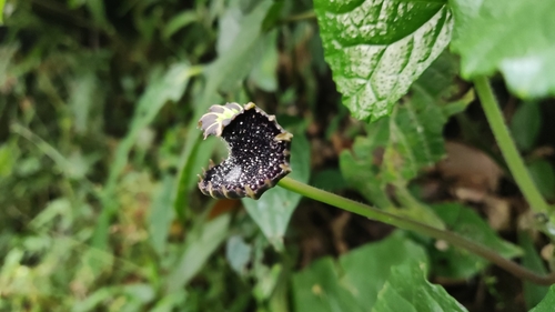 Dorstenia grazielae