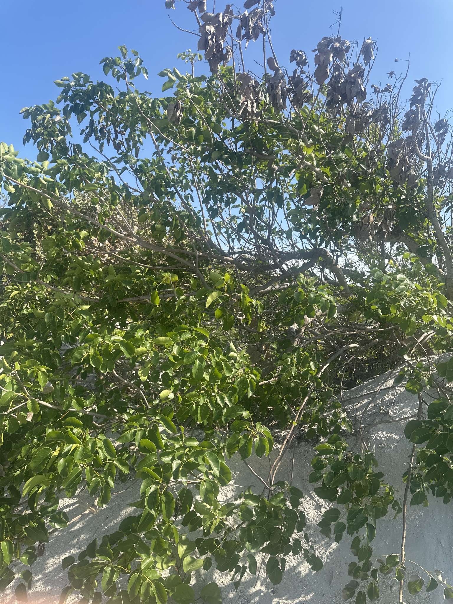 Imagem de Maçaranduba