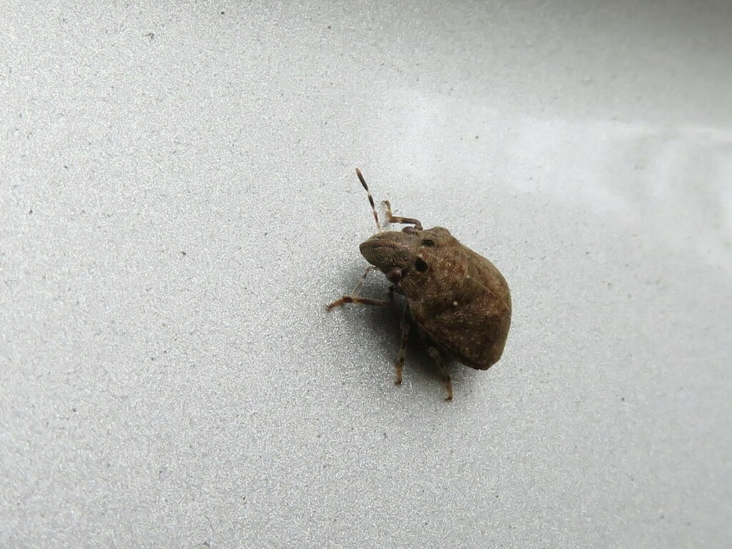 Camirus conicus