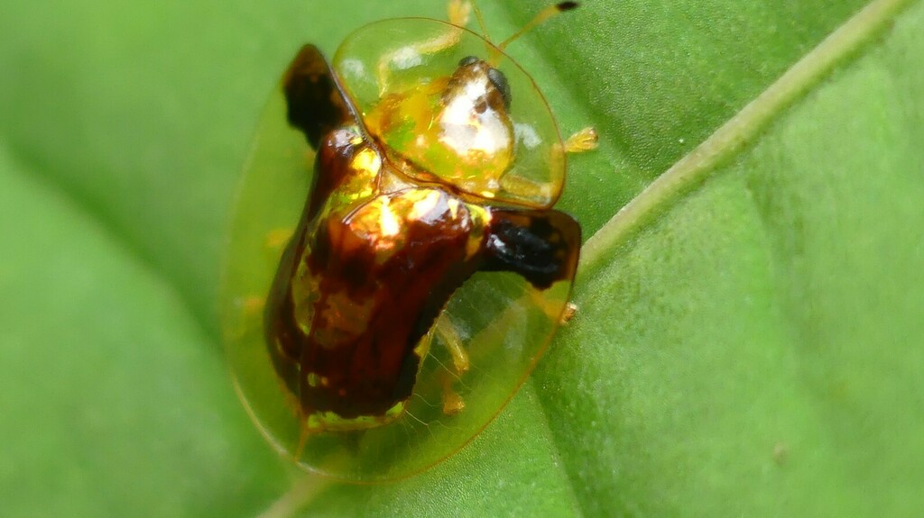 Aspidomorpha biremis