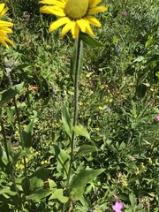 Helianthella