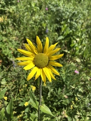 Helianthella