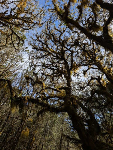 Quercus macdougallii