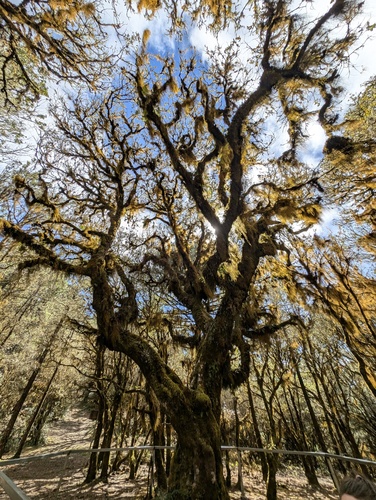 Quercus macdougallii
