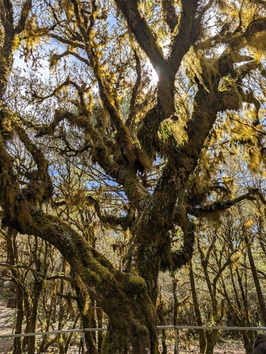 Quercus macdougallii