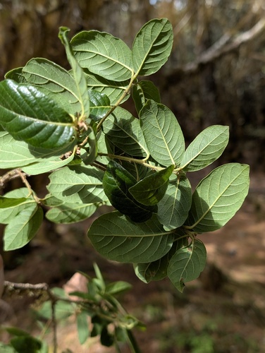 Quercus macdougallii