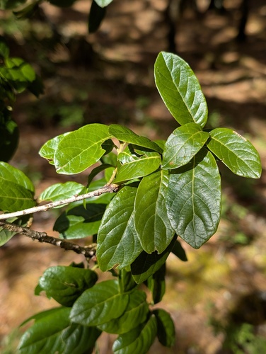 Quercus macdougallii