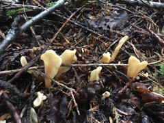 Cudoniaceae