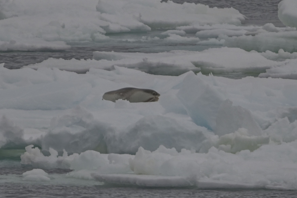 Ross seal lying on broken pack ice with open water behind