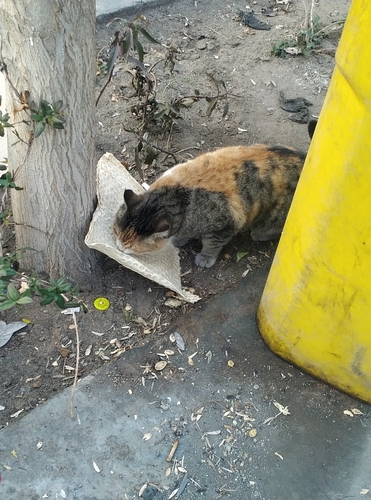 Domestic Cat