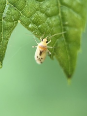 Plagiognathus albatus