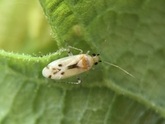 Plagiognathus albatus