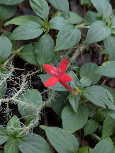 Crusea coccinea, photograph 2