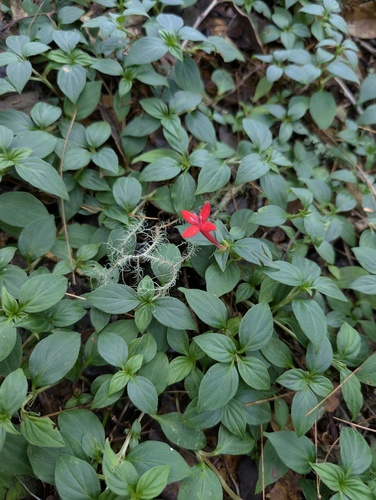 Crusea coccinea, photograph 3