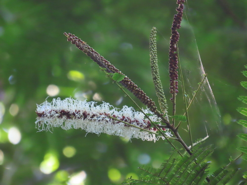 Pentaclethra macroloba - Leaves