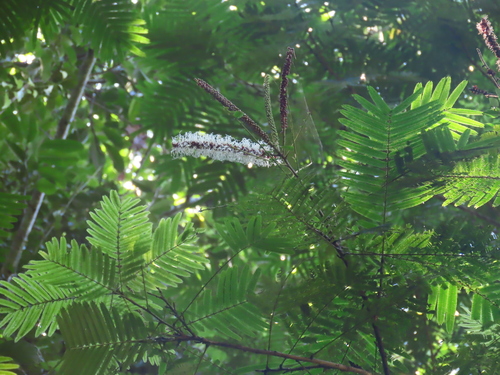 Pentaclethra macroloba - Whole tree