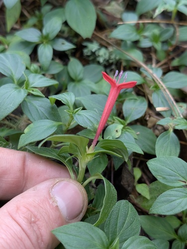 Crusea coccinea, photograph 1