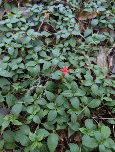 Crusea coccinea, photograph 4