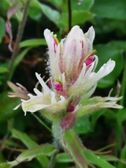 Castilleja pavlovii