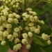 Parthenium fruticosum - Photo (c) Carlos G Velazco-Macias, some rights reserved (CC BY-NC), uploaded by Carlos G Velazco-Macias