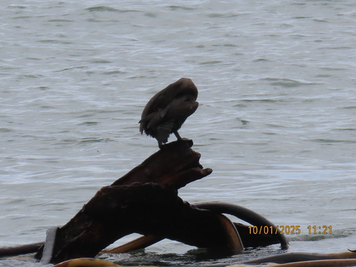 Bank Cormorant (Phalacrocorax neglectus), photo 4