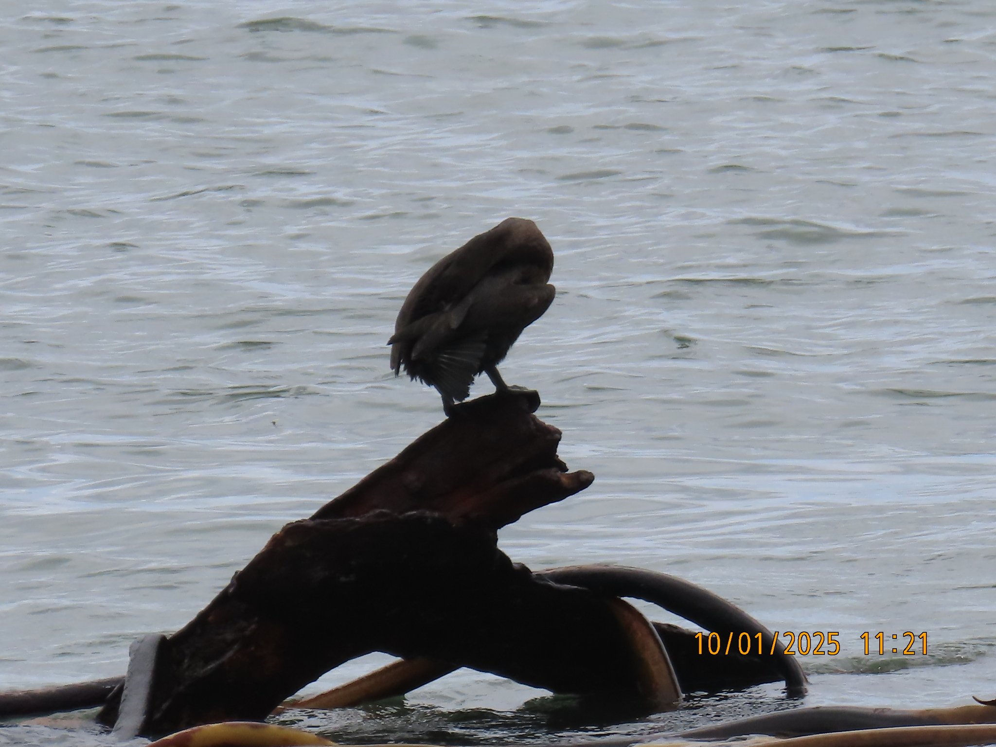 Bank Cormorant (Phalacrocorax neglectus), photo 3
