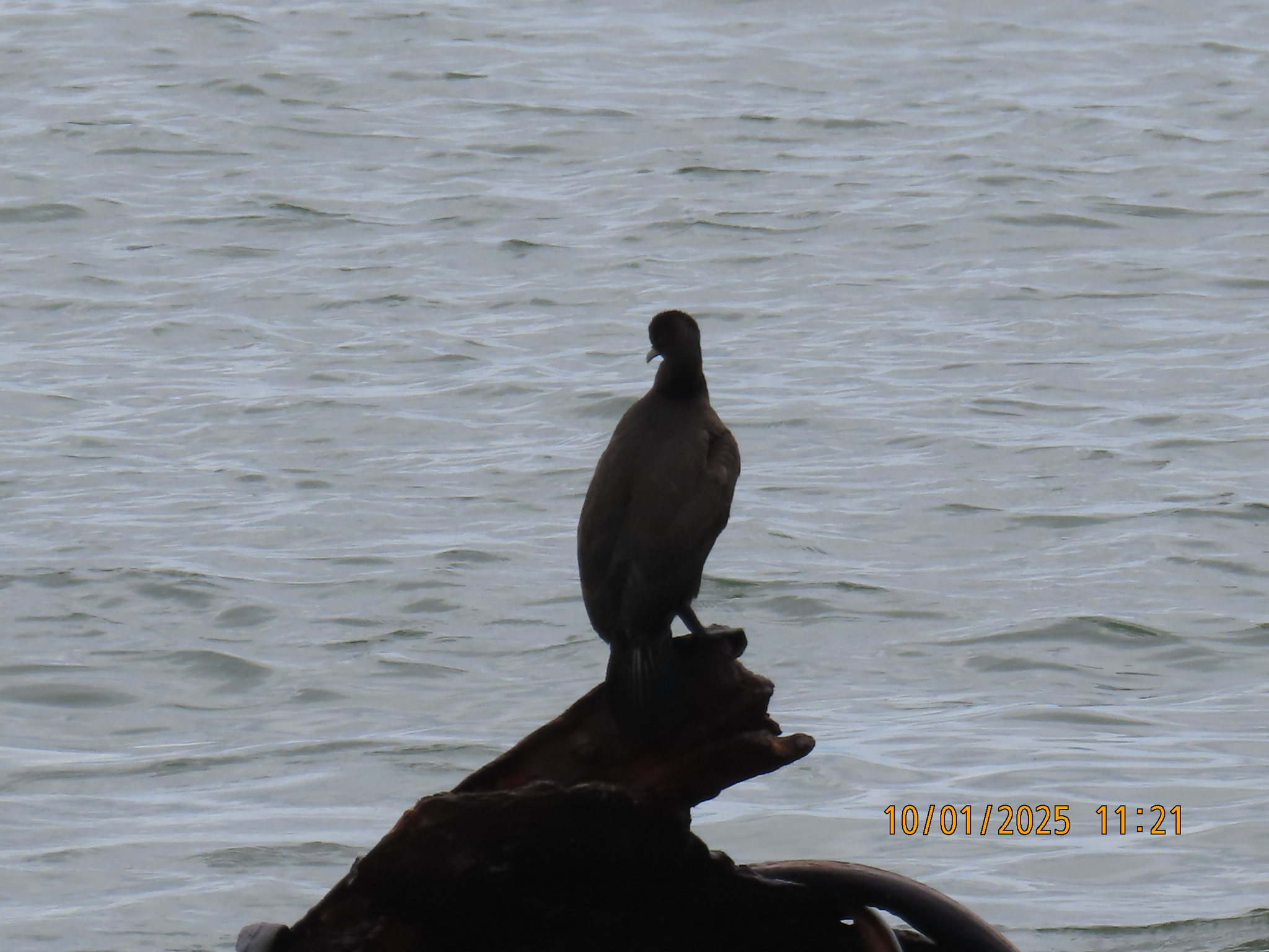 Bank Cormorant (Phalacrocorax neglectus), photo 4
