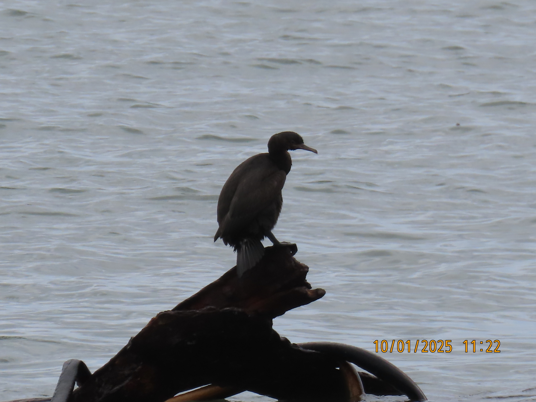 Bank Cormorant (Phalacrocorax neglectus), photo 5