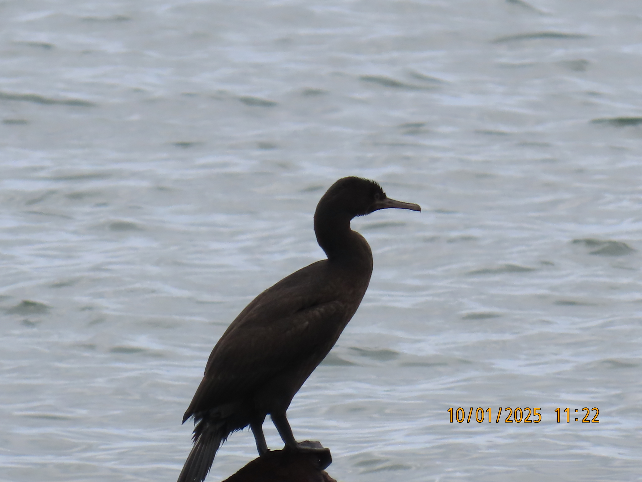 Bank Cormorant (Phalacrocorax neglectus), photo 6