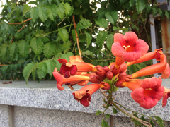 Campsis