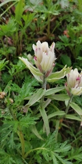 Castilleja pavlovii