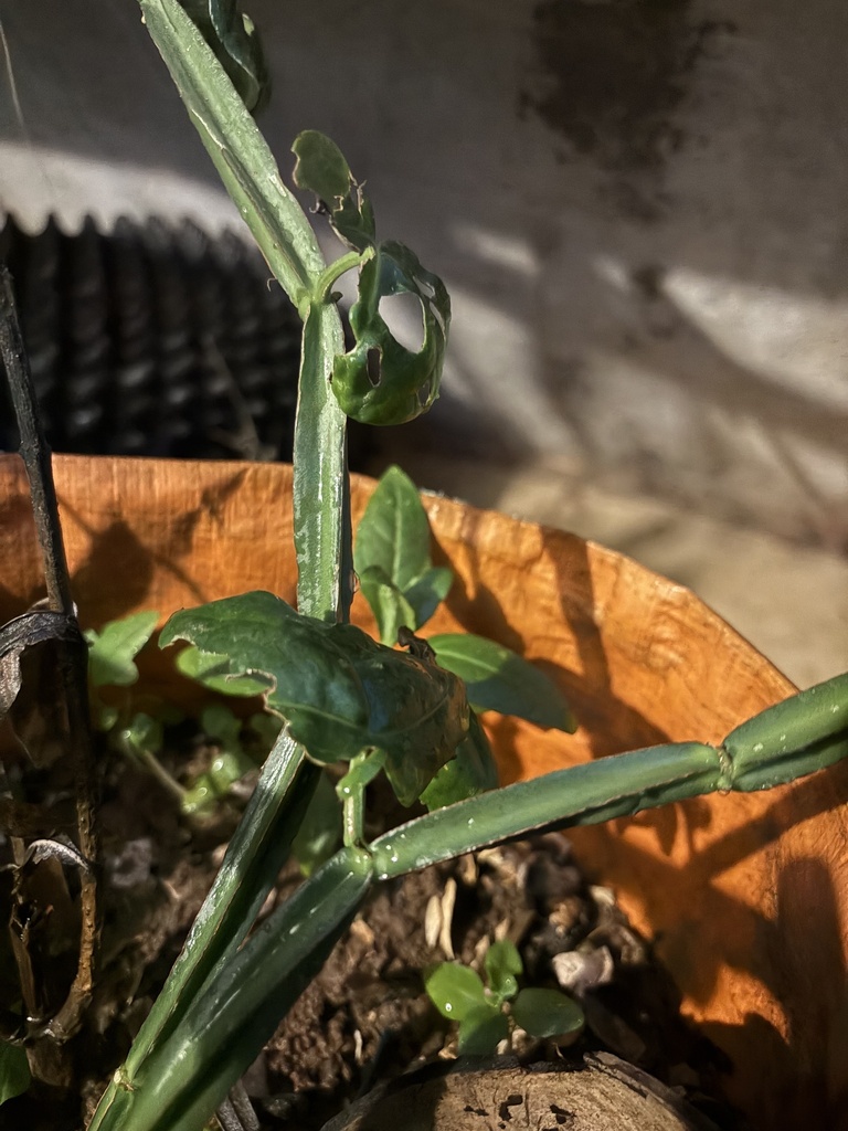 Foto de Cacto uva