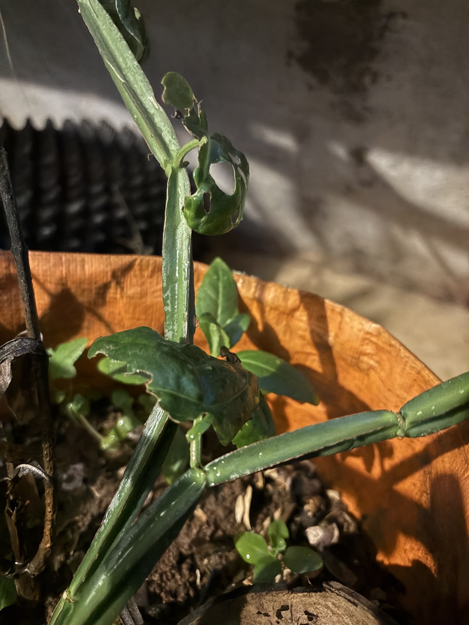 Imagem de Cacto uva