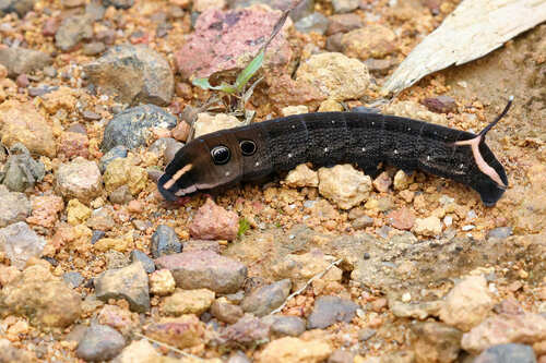 Double-Striped Basiothia