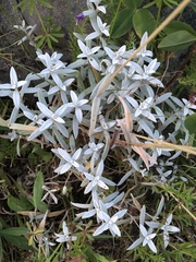 Cerastium tomentosum